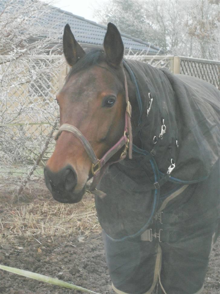 Svensk Varmblod Terracotta - Januar 2009 i Thorsø billede 14
