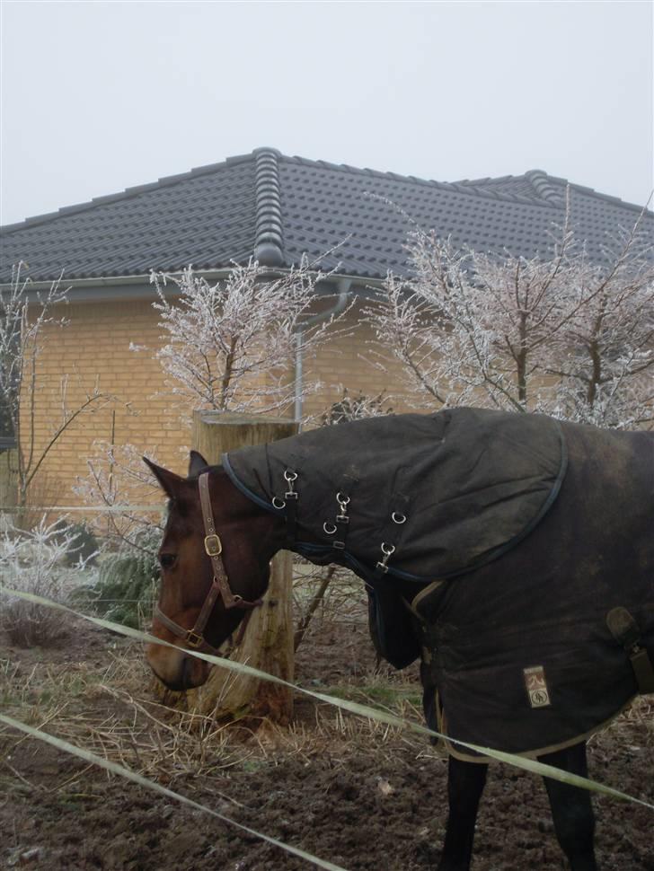 Svensk Varmblod Terracotta - 2009 Januar billede 15