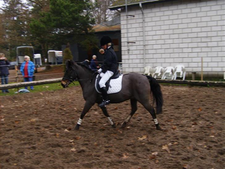 Anden særlig race Haugaards Frederik billede 1