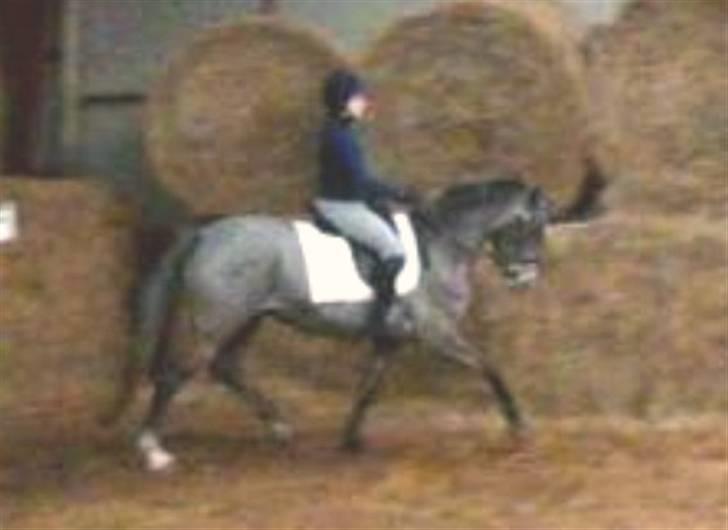 Anden særlig race Starhorse Zita - solgt billede 14