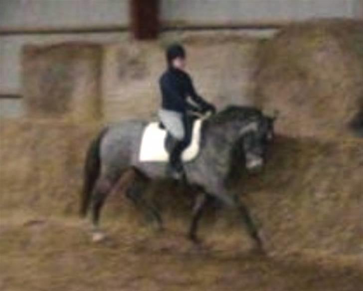 Anden særlig race Starhorse Zita - solgt billede 15