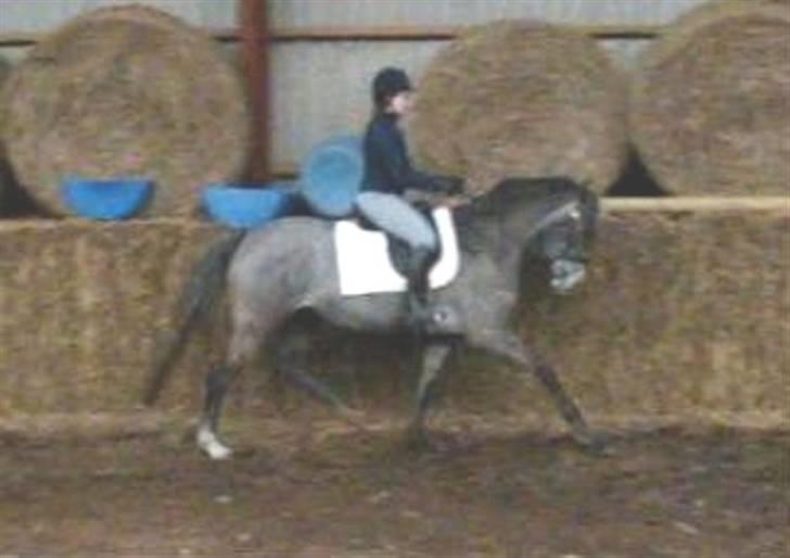 Anden særlig race Starhorse Zita - solgt billede 16