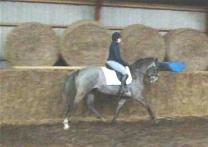 Anden særlig race Starhorse Zita - solgt billede 17