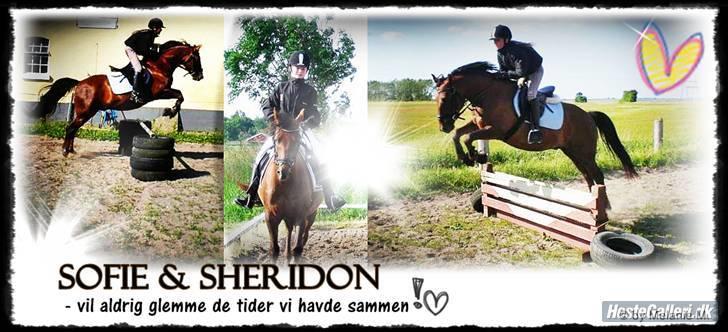 New Forest Sheridon - velkommen til Sheridons profil... lavet Melanie M. billede 1