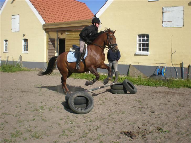 New Forest Sheridon - er han ikke bare nuttet... elsker bare den pony så meget <3 billede 2