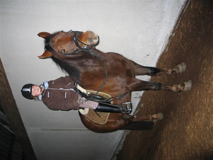 New Forest Sheridon - så slapper vi lige lidt af efter en hård omgang undervisning... billede 3