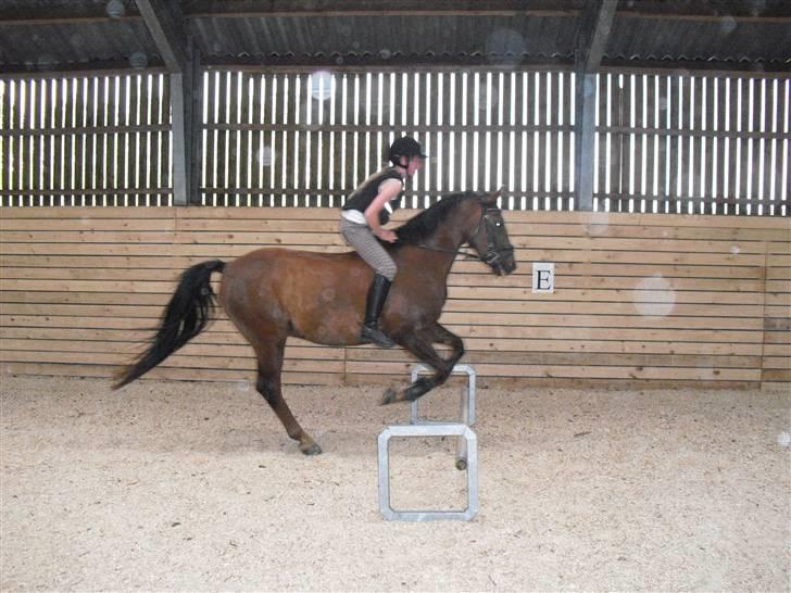 New Forest Sheridon - første gang vi galopere uden saddel og springer uden saddel super pony <3 billede 4