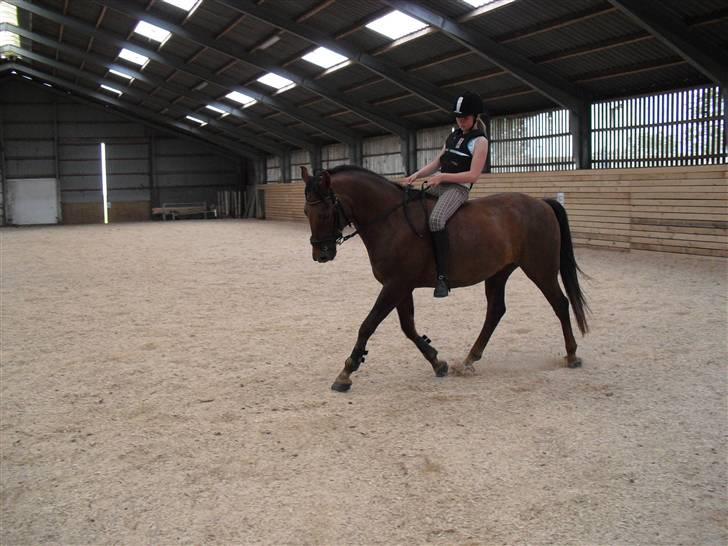 New Forest Sheridon - hiver ham ikke ned kunne aldrig finde på det!! elsker ham billede 5