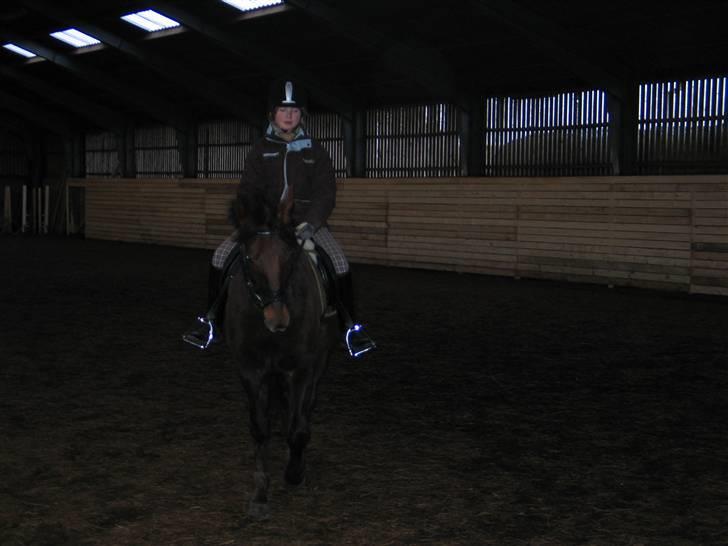 New Forest Sheridon - vi prøver lige en gang til... billede 6