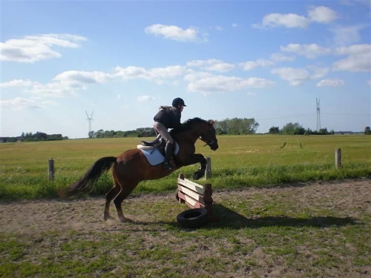 New Forest Sheridon - han er bare den bedste springer <3 billede 7