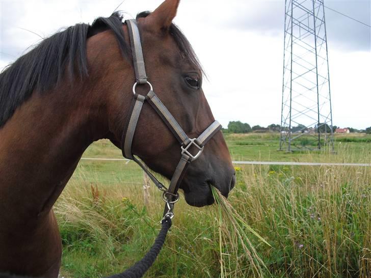 New Forest Sheridon - sommer 09 på vej ned til folden efter en god ridetur <33 billede 9