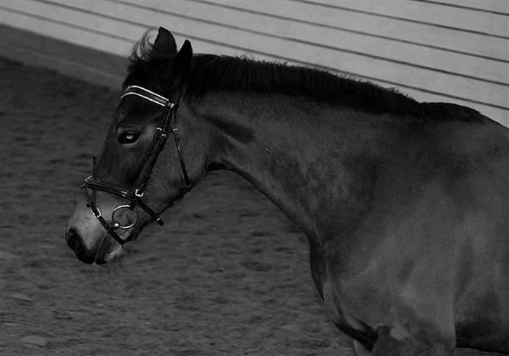 New Forest Miss Jeanette ( solgt )<3 - Jeanette<3 fotograf: Sanne Kolind billede 12