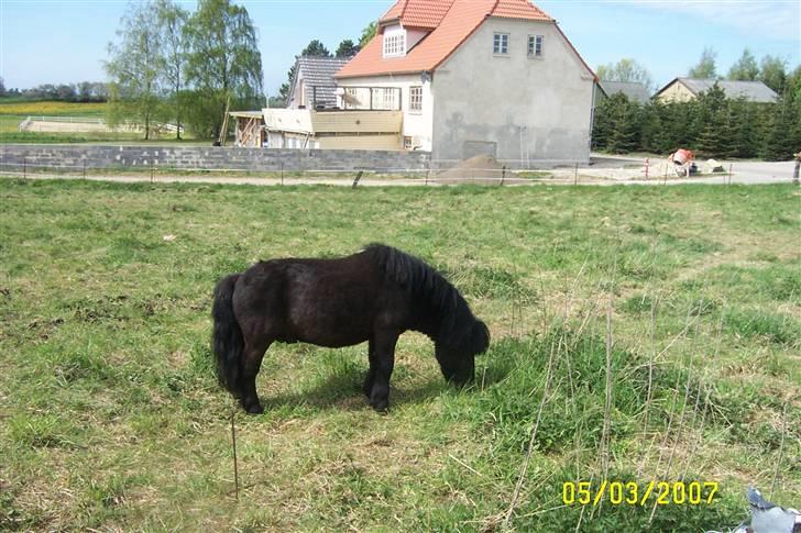 Shetlænder Komet - der er komet lige kommet hjem :) foto: far #12 billede 12