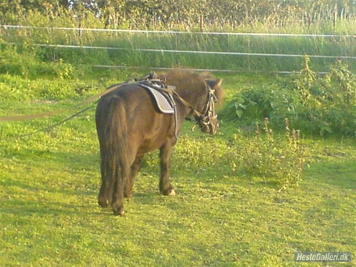 Shetlænder Beauty savner dig !! <3 - køre træning foto: kamilla S #10 billede 10