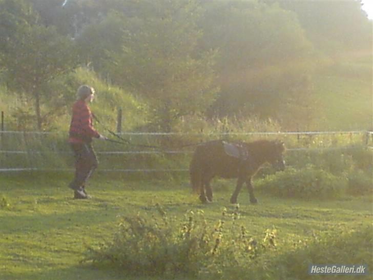 Shetlænder Beauty savner dig !! <3 - køre træning foto: kamilla S #11 billede 11