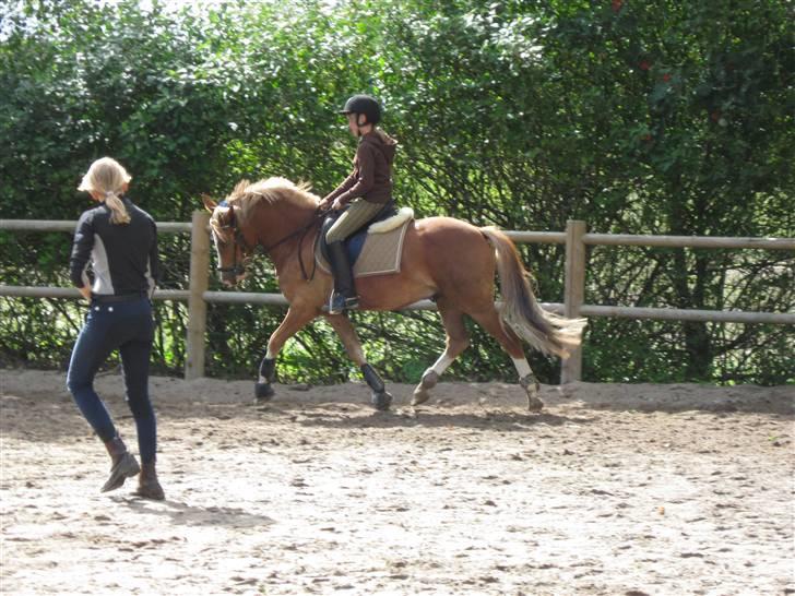 New Forest Kærgaardens Schubert  RIP -  schubert  billede 16