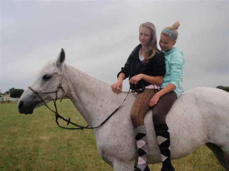 Shagya Araber (SH) Arabiens Mahayia FLYTTET - MIg og Caro rider to på prinsessen<3 billede 3