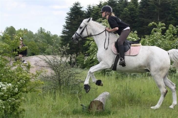 Shagya Araber (SH) Arabiens Mahayia FLYTTET - <3 billede 8