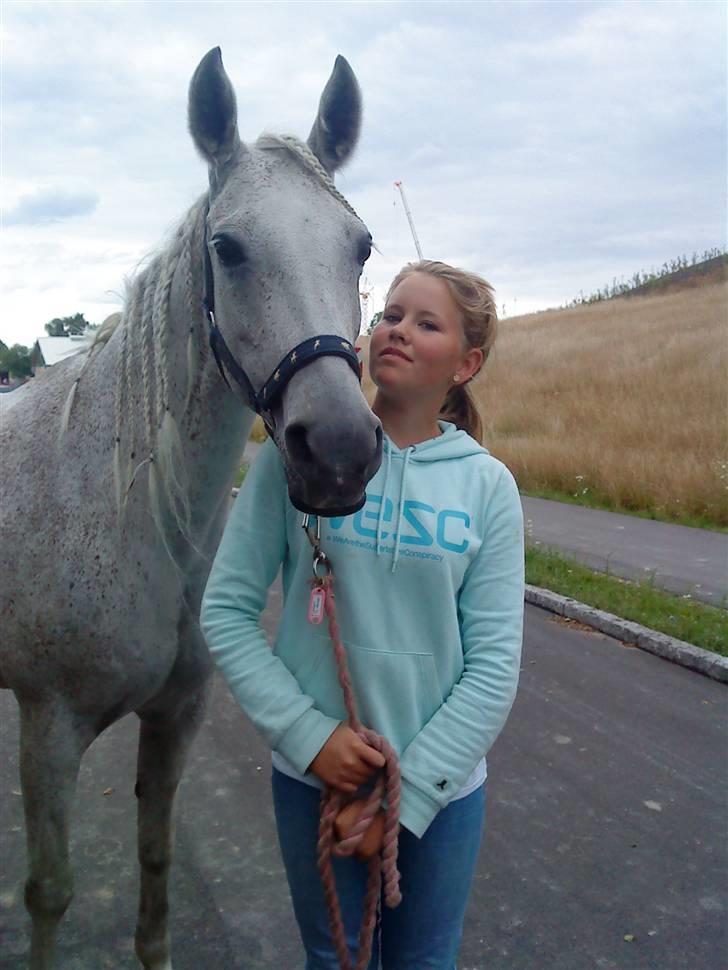 Shagya Araber (SH) Arabiens Mahayia FLYTTET - Vi elsker hinanden<3 billede 10