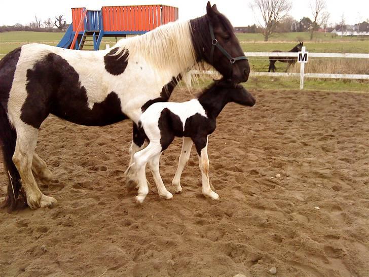 Barockpinto La Santa - La Santas søn fra d. 11.02.2009.. Han er 6-8 timer gammel... billede 10