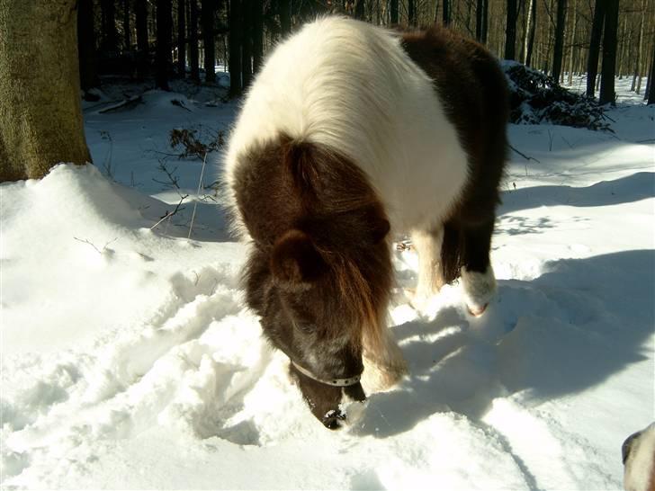 Anden særlig race Rica af Ravnshøjgaard - En snetur i skoven billede 1