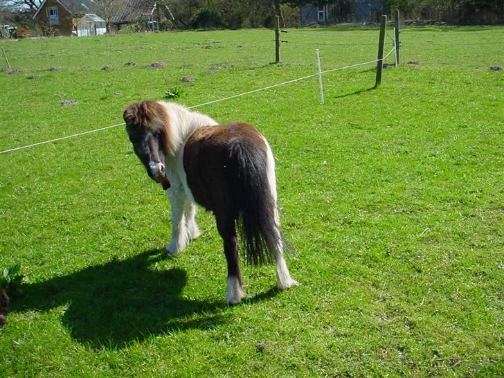 Anden særlig race Rica af Ravnshøjgaard - Hej min mås kløer billede 2