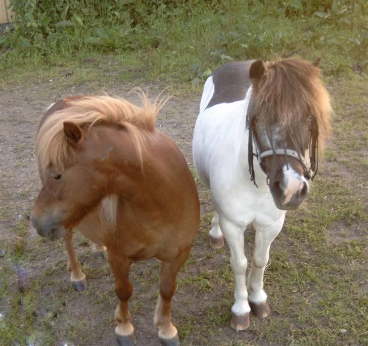 Anden særlig race Rica af Ravnshøjgaard - Rica og Wenca holder eftermiddags hygge i sommervarmen billede 3