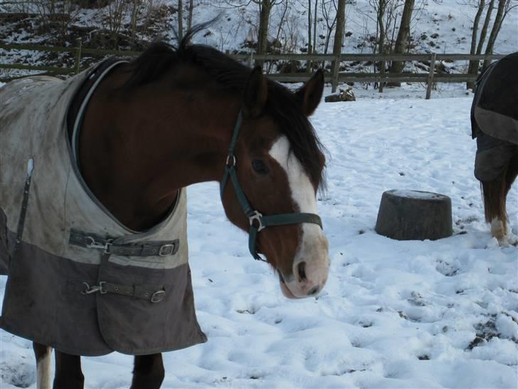 Anden særlig race Natasja i ridning solgt billede 17