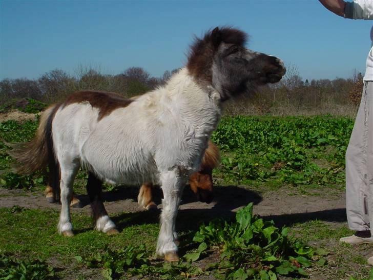 Anden særlig race Rica af Ravnshøjgaard - Hit så meddet rugbrød mormor billede 4