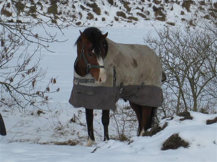 Anden særlig race Natasja i ridning solgt billede 18