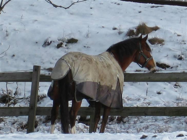 Anden særlig race Natasja i ridning solgt billede 19