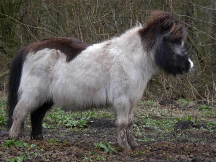 Anden særlig race Rica af Ravnshøjgaard - Uldtotten billede 5