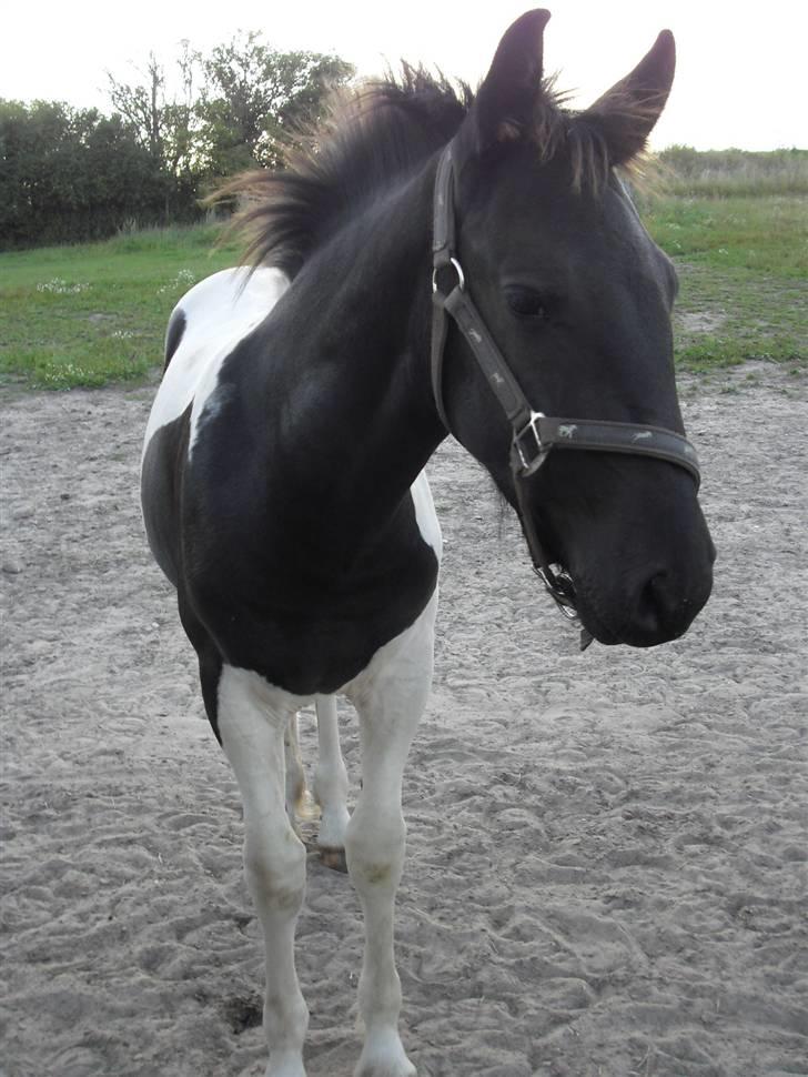 Barockpinto Hjorthekærs prins valiant - Aug 2009, valiant er ved at blive stor dreng billede 2
