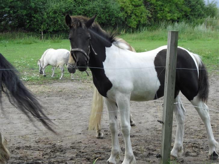 Barockpinto Hjorthekærs prins valiant - dejlige søde hingste basse billede 4