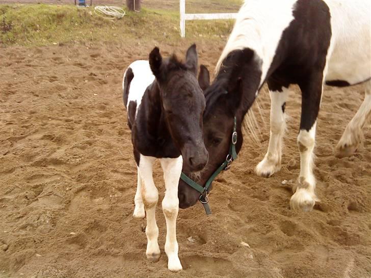 Barockpinto Hjorthekærs prins valiant - så smuk, han er kun 1 dag gammel.. billede 9