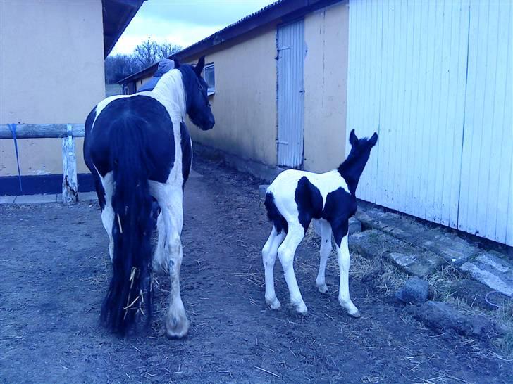 Barockpinto Hjorthekærs prins valiant - Hvor skal vi hen... billede 15