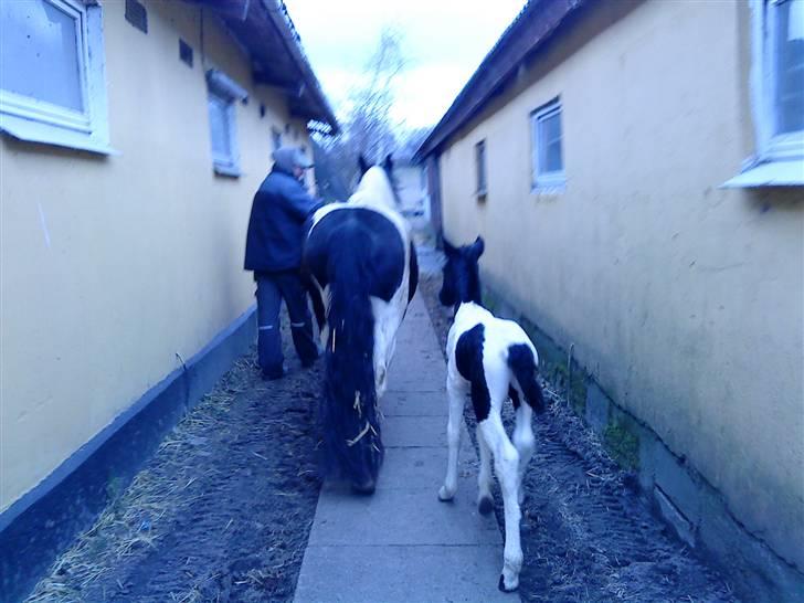 Barockpinto Hjorthekærs prins valiant - Han går gerne med sin mor billede 16