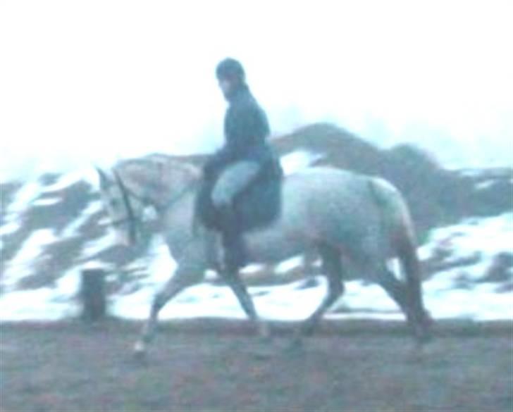 DSP Starhorse Fahdia  - SOLGT billede 6