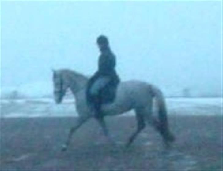DSP Starhorse Fahdia  - SOLGT billede 10
