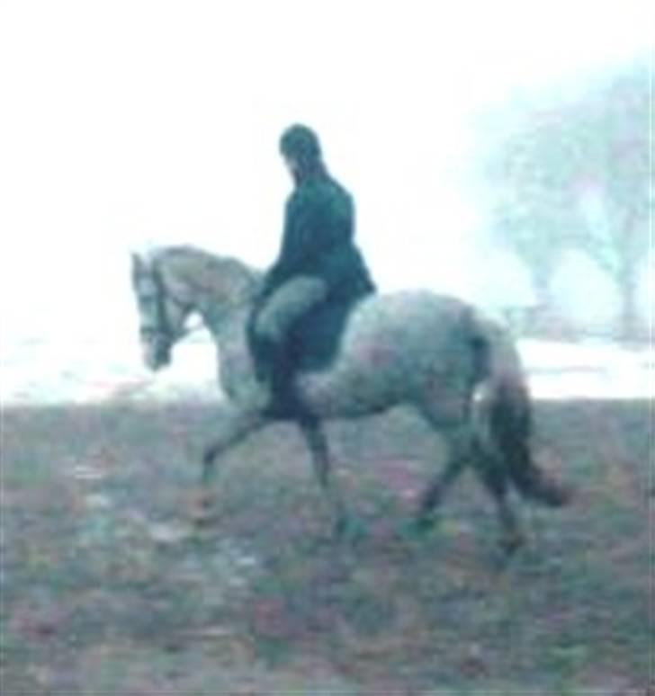 DSP Starhorse Fahdia  - SOLGT billede 14