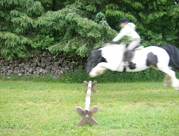 Irish Cob Gipsy - Gipsy sætter altfortidligt af, men den kommer fint over... Ser lidt sjovt ud :-) billede 10