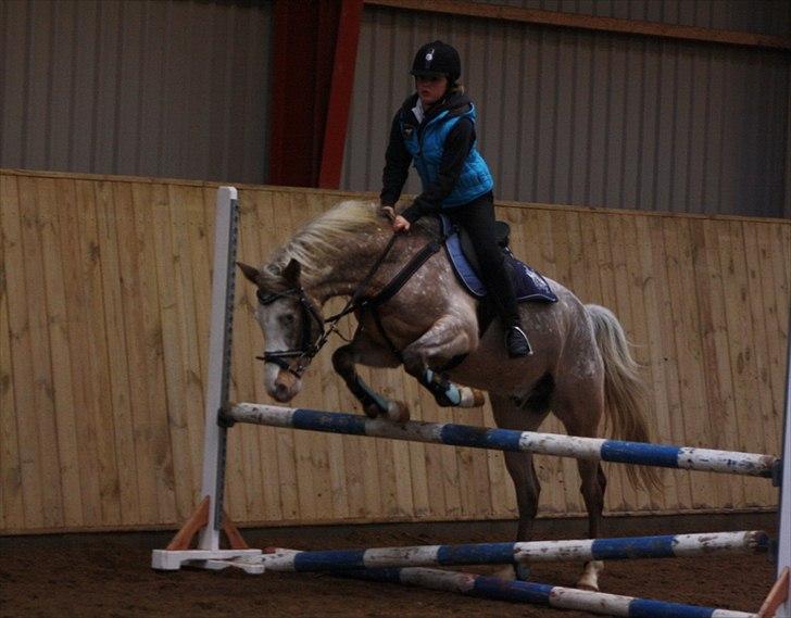 Anden særlig race Roosgårdens Cosmopolitan *Udlånt* billede 7