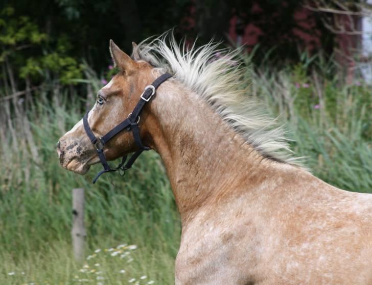 Anden særlig race Roosgårdens Cosmopolitan *Udlånt* - I fuld galop på folden..:) Fotograf: MiThos heste. billede 8