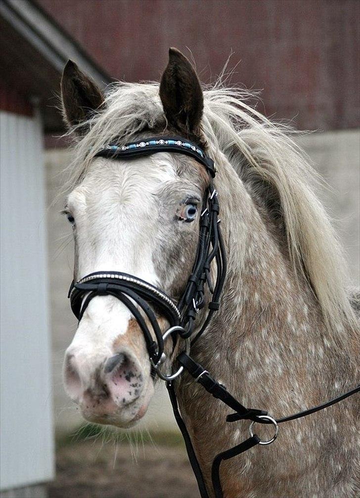 Anden særlig race Roosgårdens Cosmopolitan *Udlånt* - Stævne LRF. Fotograf: © LKB ©  billede 9