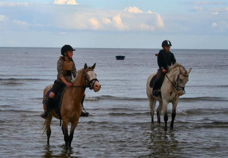 Anden særlig race Roosgårdens Cosmopolitan *Udlånt* - Frans og hans storebror Carlos på stranden.. billede 10