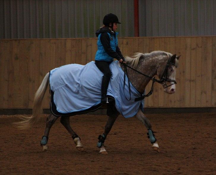 Anden særlig race Roosgårdens Cosmopolitan *Udlånt* billede 12