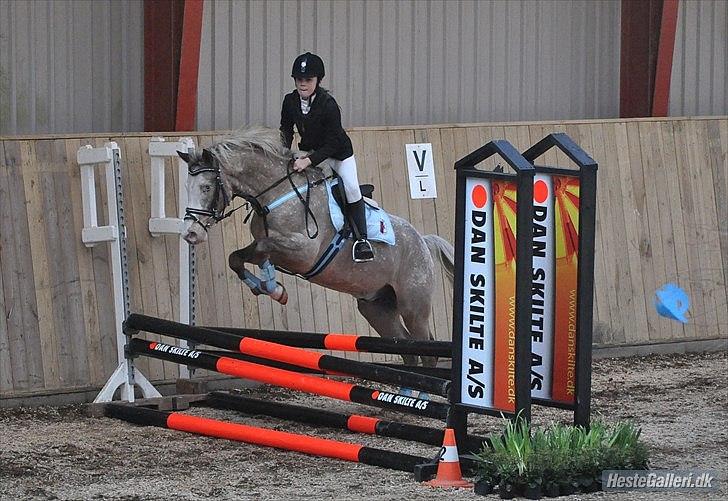 Anden særlig race Roosgårdens Cosmopolitan *Udlånt* - Stævne LRF - LC.- met. A - nulrunde...:) Fotograf: © LKB ©: billede 13