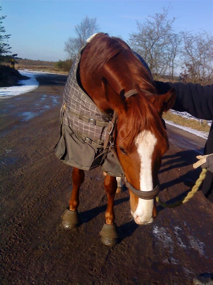 Hannoveraner wunder mädchen billede 4