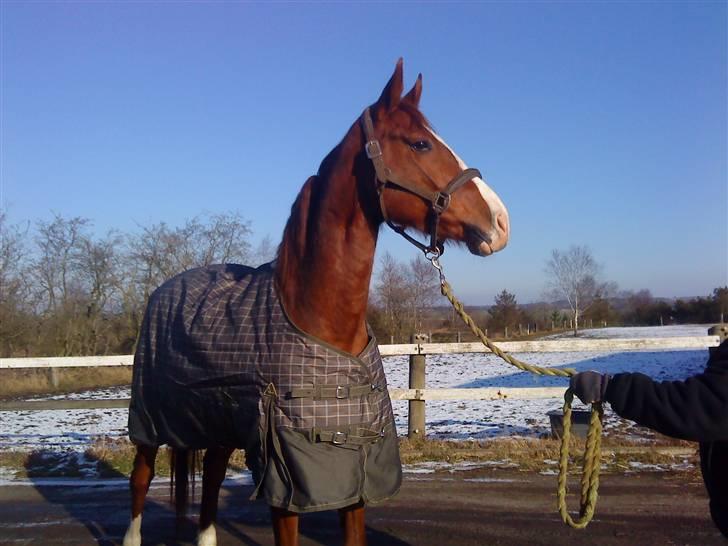 Hannoveraner wunder mädchen billede 5