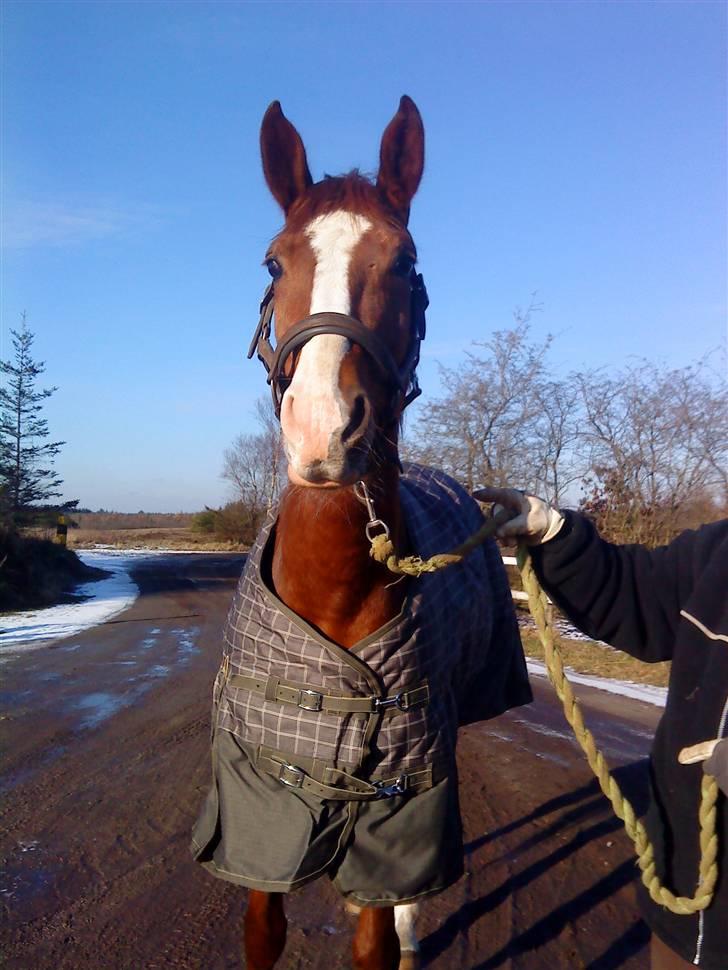 Hannoveraner wunder mädchen billede 6